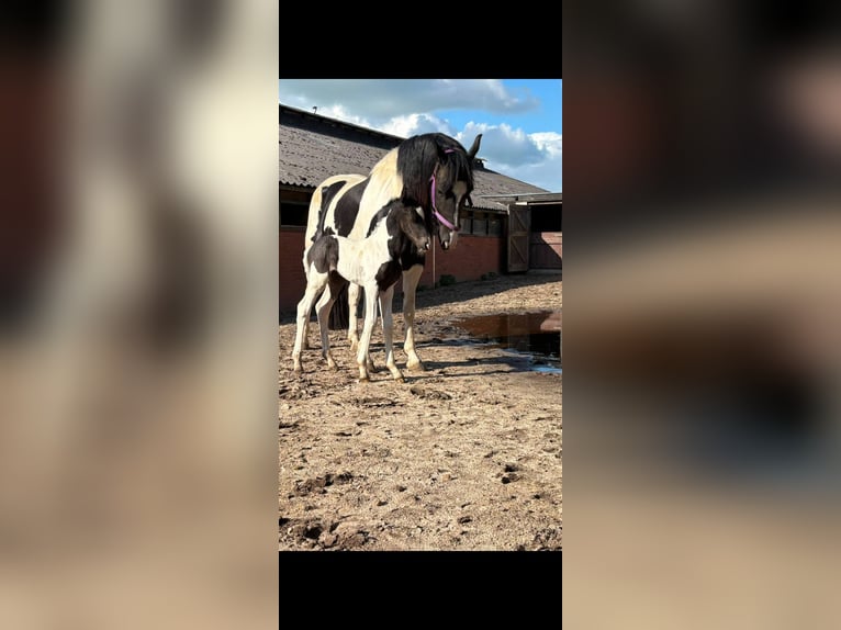 Baroque Pinto Mare 5 years 14.3 hh Pinto in Offingawier