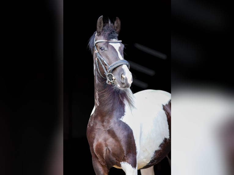 Baroque Pinto Mare 5 years 14.3 hh Pinto in Offingawier