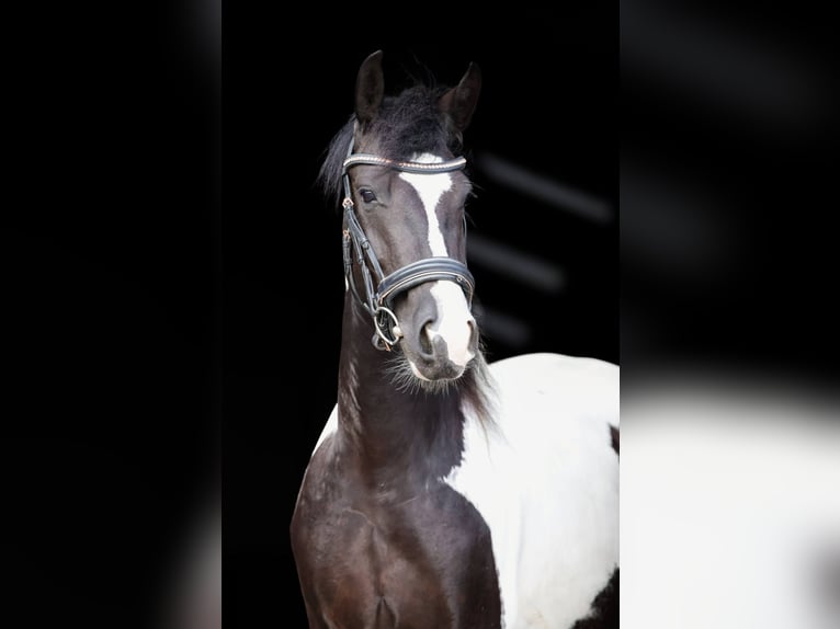 Baroque Pinto Mare 5 years 14.3 hh Pinto in Offingawier