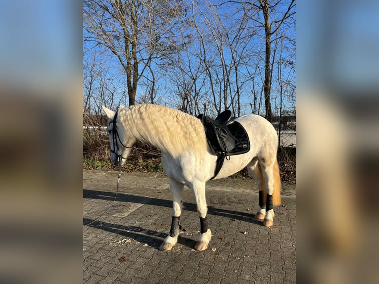 Baroque Pinto Mare 5 years 15,1 hh Grey in Wadersloh
