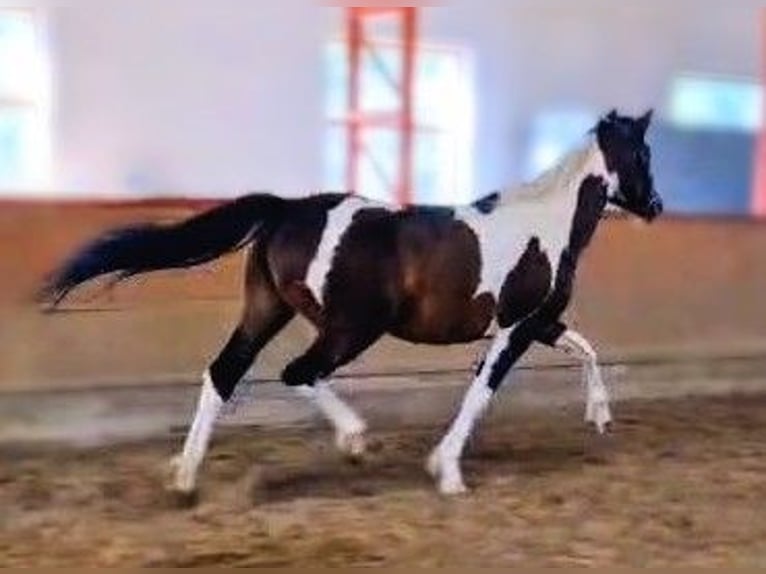 Baroque Pinto Mix Mare 5 years 15,2 hh Pinto in B&#xE9;k&#xE9;scsaba