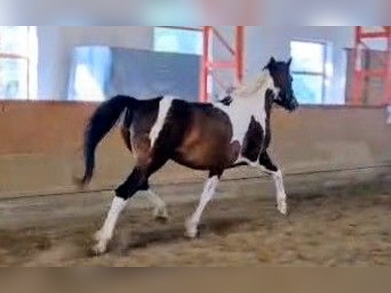 Baroque Pinto Mix Mare 5 years 15,2 hh Pinto in B&#xE9;k&#xE9;scsaba