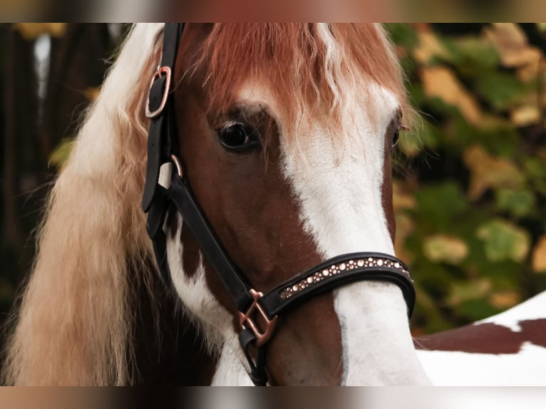 Baroque Pinto Mare 6 years 15,2 hh Pinto in Saarlouis