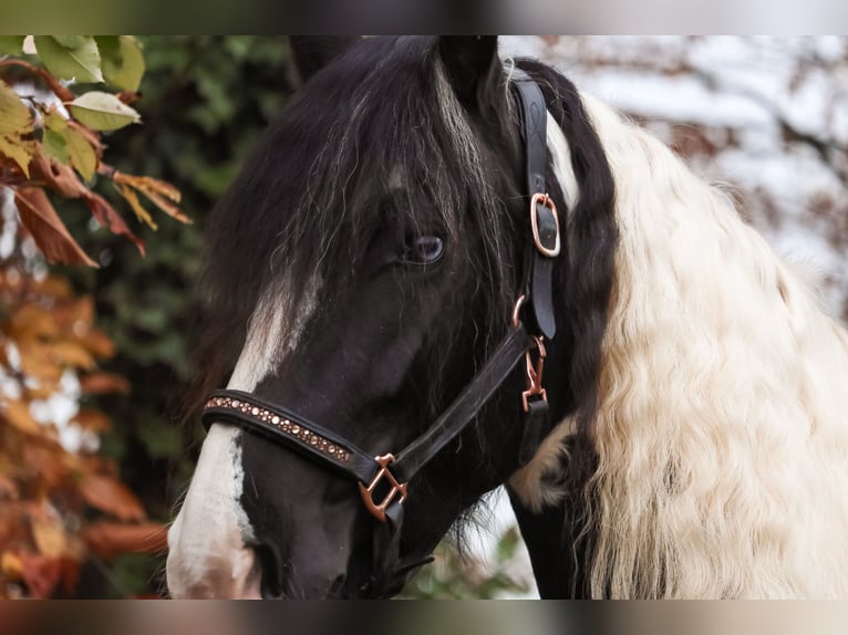 Baroque Pinto Mare 6 years 15,3 hh Pinto in Saarlouis