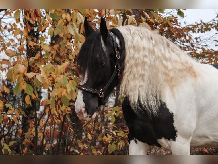 Baroque Pinto Mare 6 years 15,3 hh Pinto in Saarlouis