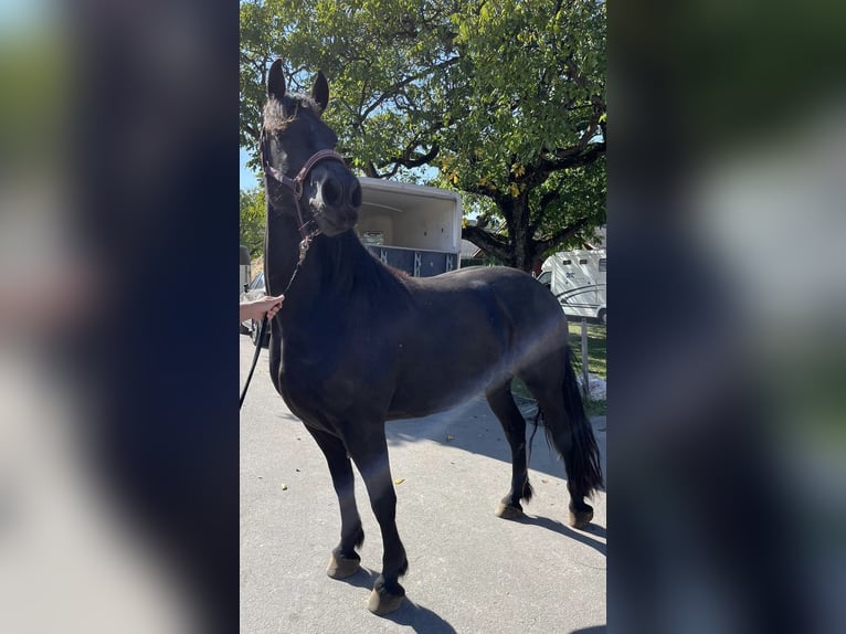 Baroque Pinto Mare 6 years 16,1 hh Black in Schmidigen-Mühleweg