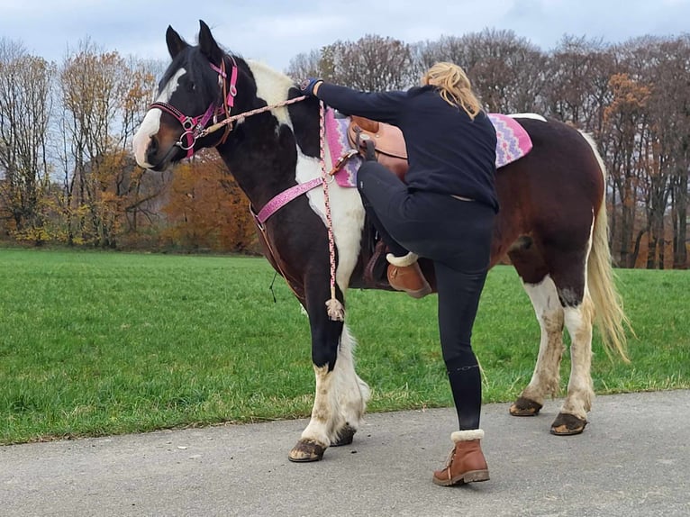 Baroque Pinto Mare 7 years 14,2 hh Pinto in Linkenbach