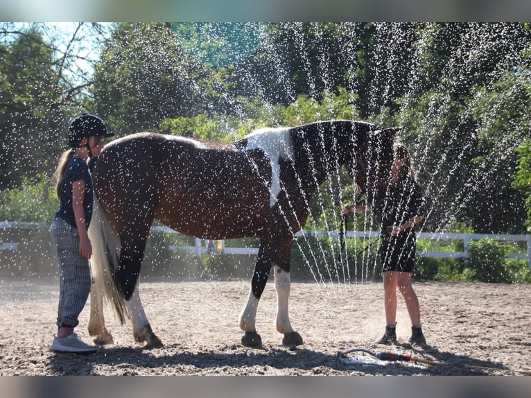 Baroque Pinto Mare 7 years 15,1 hh Pinto in Milzau