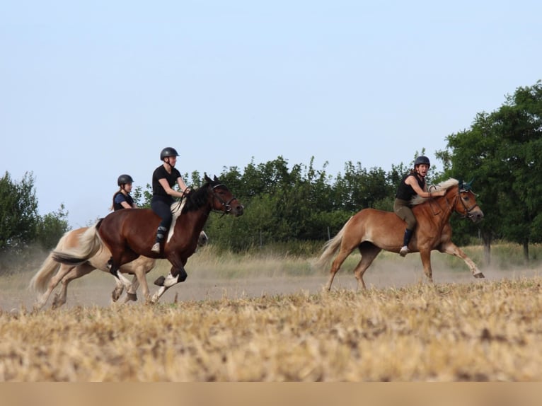 Baroque Pinto Mare 7 years 15,1 hh Pinto in Milzau