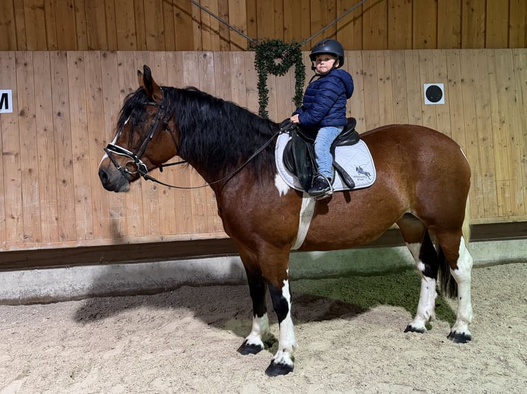 Baroque Pinto Mare 7 years 15.2 hh Pinto in Riedlingen