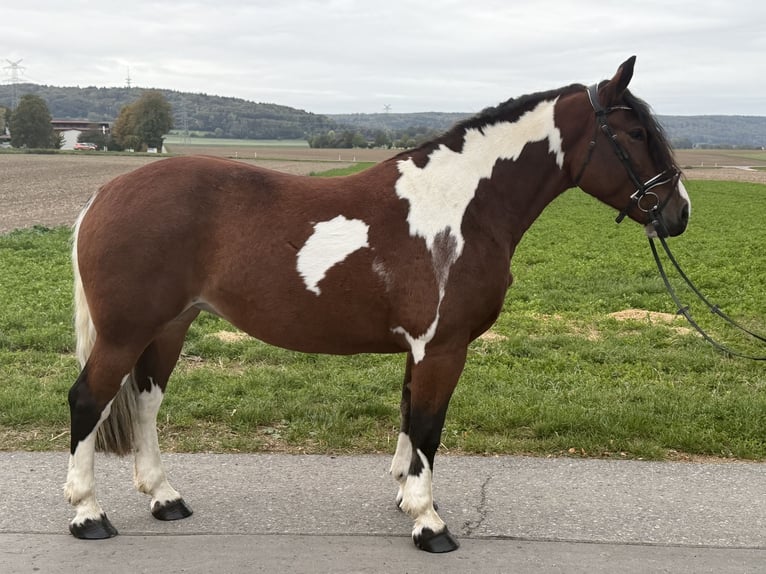 Baroque Pinto Mare 7 years 15.2 hh Pinto in Riedlingen