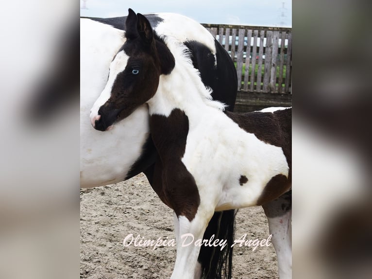 Baroque Pinto Mare 7 years 16,1 hh Pinto in HONTOBA