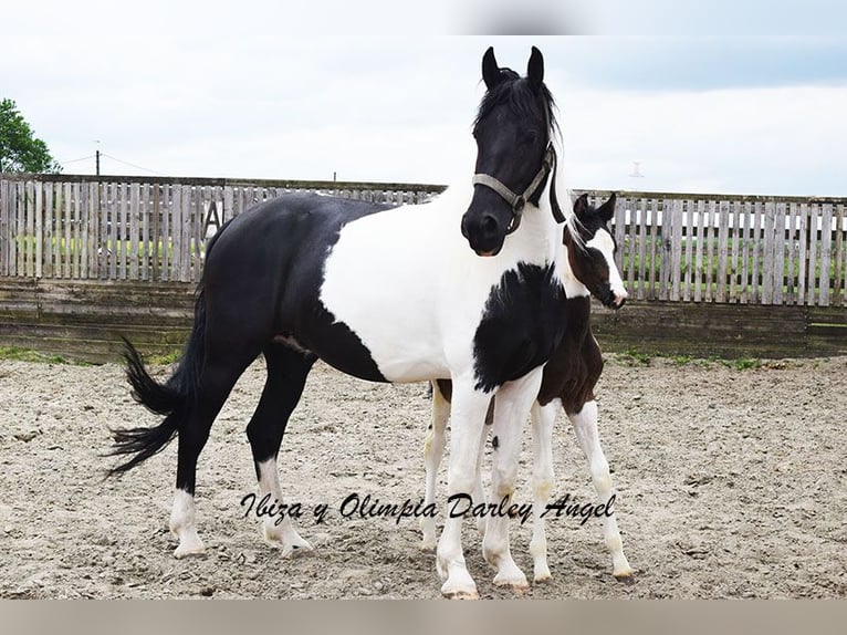 Baroque Pinto Mare 7 years 16,1 hh Pinto in HONTOBA