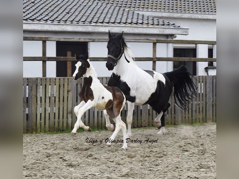 Baroque Pinto Mare 7 years 16,1 hh Pinto in HONTOBA