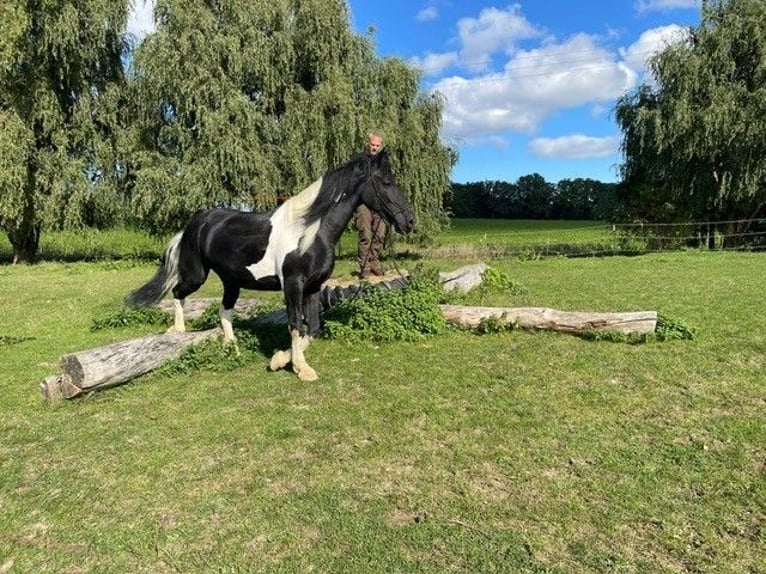 Baroque Pinto Mare 7 years 16 hh Pinto in Bad Berleburg