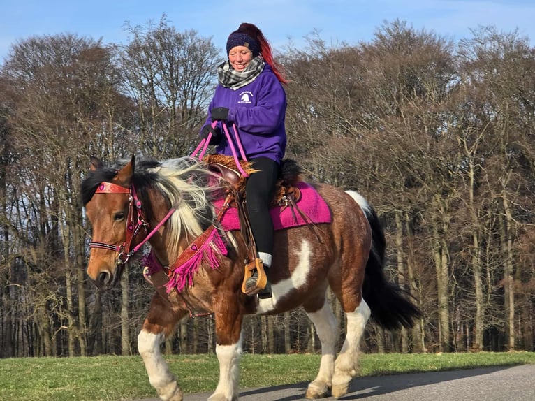 Baroque Pinto Mare 8 years 14 hh Pinto in Linkenbach