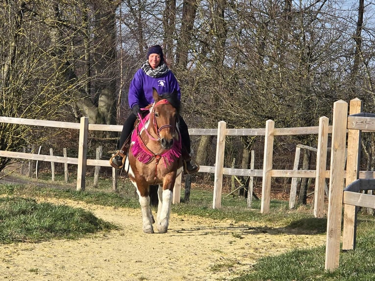 Baroque Pinto Mare 8 years 14 hh Pinto in Linkenbach