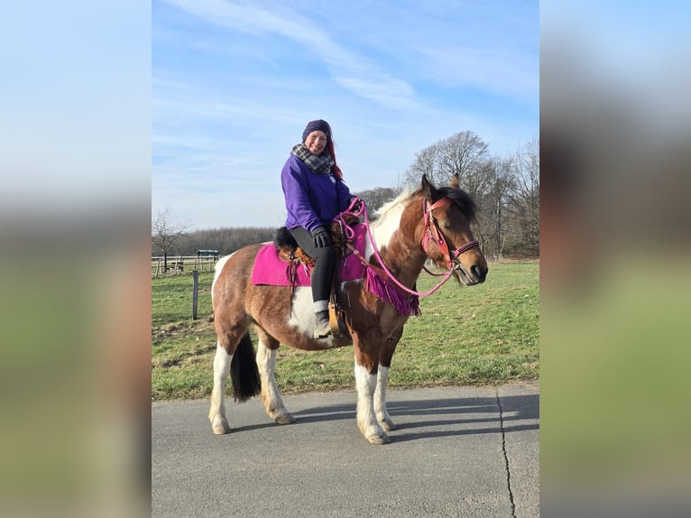 Baroque Pinto Mare 8 years 14 hh Pinto in Linkenbach