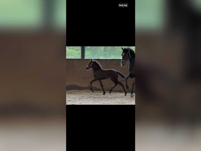 Baroque Pinto Mare  16 hh Black in Almelo