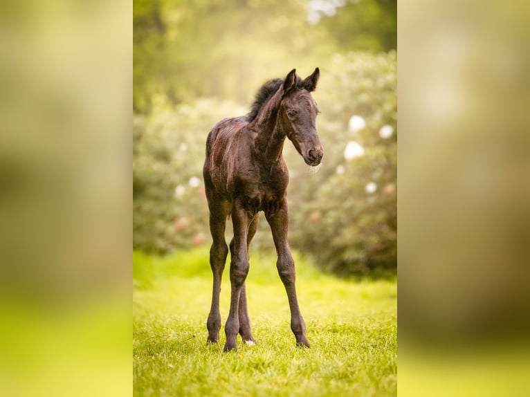 Baroque Pinto Mare  16 hh Black in Almelo