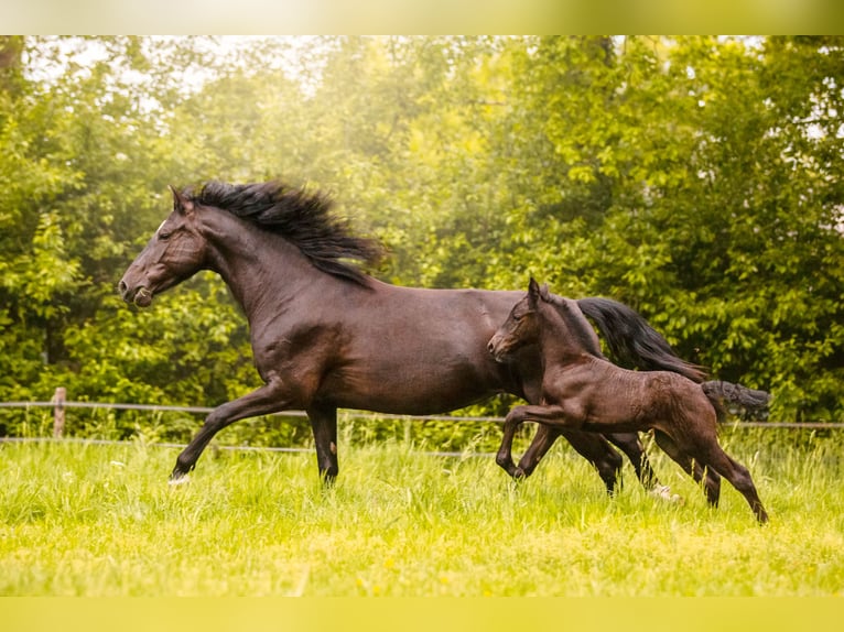 Baroque Pinto Mare  16 hh Black in Almelo