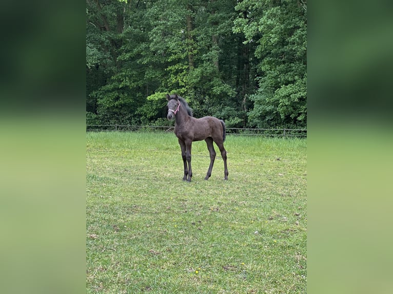 Baroque Pinto Mare  16 hh Black in Almelo