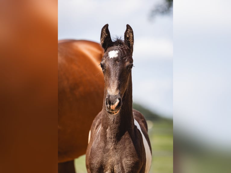 Baroque Pinto Mare Foal (01/2026) 16 hh Pinto in Halle