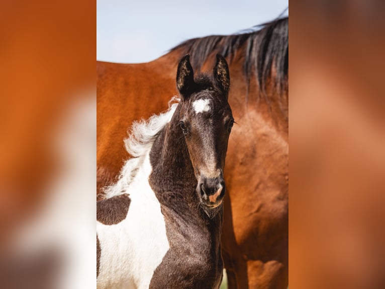 Baroque Pinto Mare Foal (01/2026) 16 hh Pinto in Halle