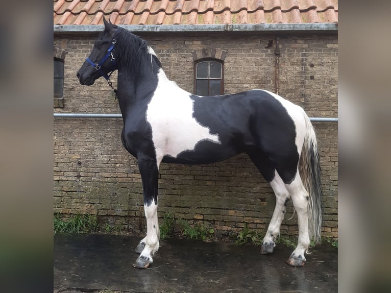 Baroque Pinto Stallion 12 years 16.3 hh Tobiano-all-colors in Oosterzee