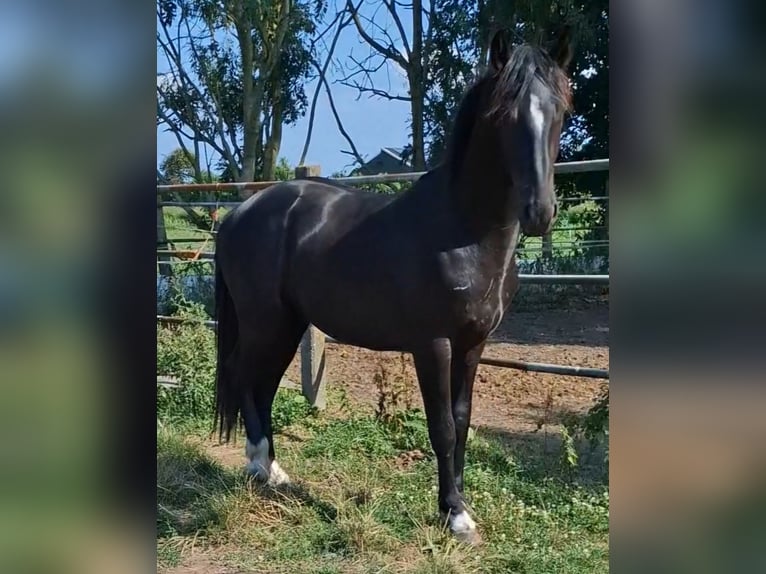 Baroque Pinto Stallion 12 years 16.3 hh Tobiano-all-colors in Oosterzee