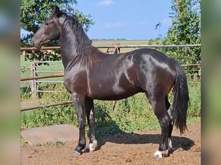Baroque Pinto Stallion 12 years 16.3 hh Tobiano-all-colors in Oosterzee