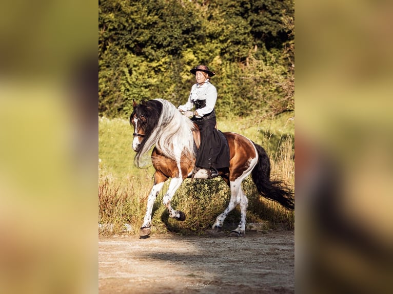 Baroque Pinto Stallion 16 years 16 hh Pinto in Engen
