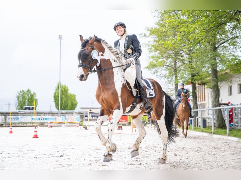 Baroque Pinto Stallion 16 years 16 hh Pinto in Engen