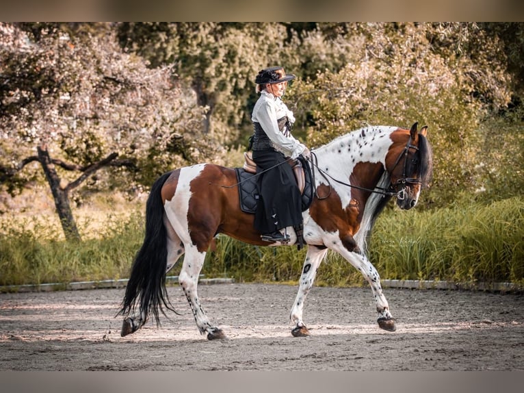 Baroque Pinto Stallion 16 years 16 hh Pinto in Engen