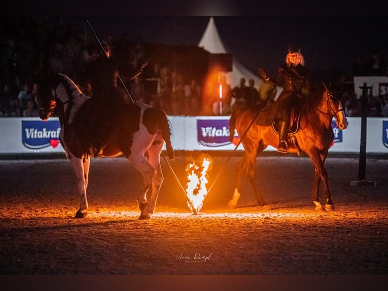 Baroque Pinto Stallion 16 years 16 hh Pinto in Engen