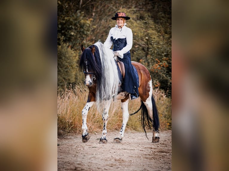 Baroque Pinto Stallion 16 years 16 hh Pinto in Engen