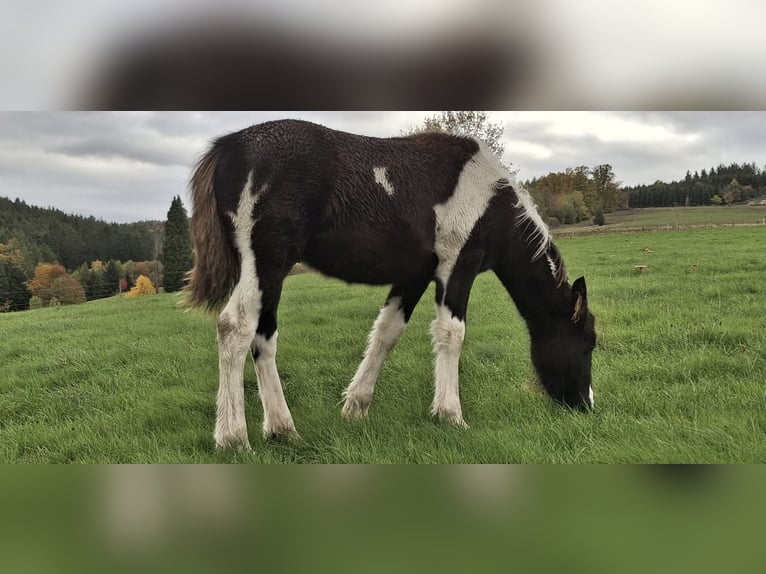 Baroque Pinto Stallion 1 year 15.1 hh  in Fellen