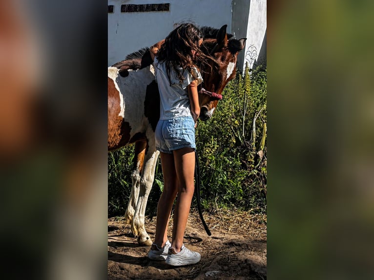 Baroque Pinto Stallion 1 year 15.1 hh Pinto in Vejer de la Frontera