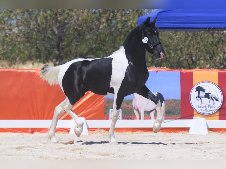 Baroque Pinto Mix Stallion 1 year 15 hh Pinto in Colmenar de Oreja