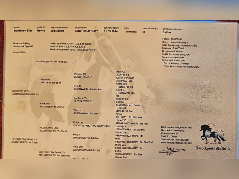 Baroque Pinto Stallion 1 year 15,2 hh Tobiano-all-colors in Eskilstuna