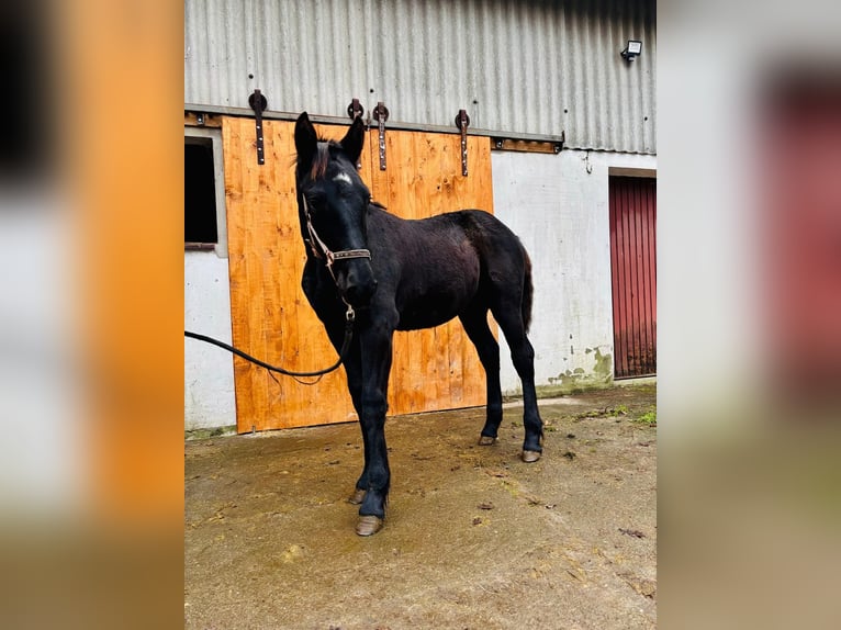 Baroque Pinto Stallion 1 year 16 hh Black in Hagen im Bremischen