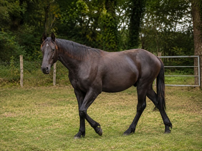 Baroque Pinto Stallion 1 year 16 hh Black in Hagen im Bremischen