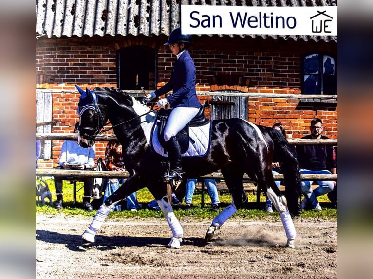 Baroque Pinto Stallion 1 year 16 hh Black in Hagen im Bremischen