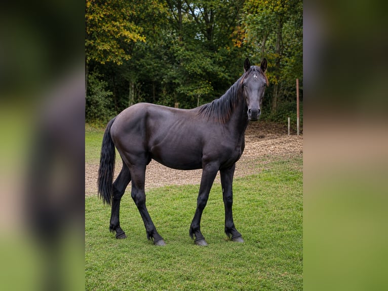 Baroque Pinto Stallion 1 year 16 hh Black in Hagen im Bremischen