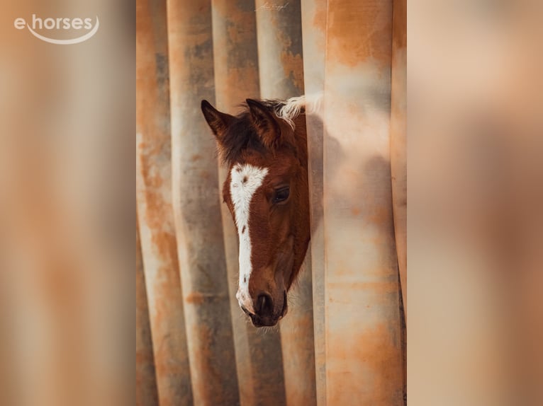 Baroque Pinto Stallion 1 year 16 hh Overo-all-colors in Engen
