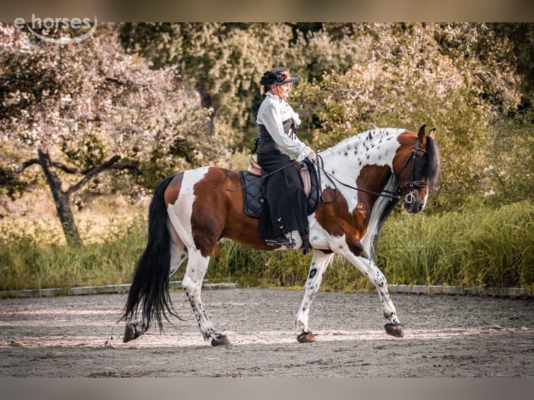 Baroque Pinto Stallion 1 year 16 hh Overo-all-colors in Engen