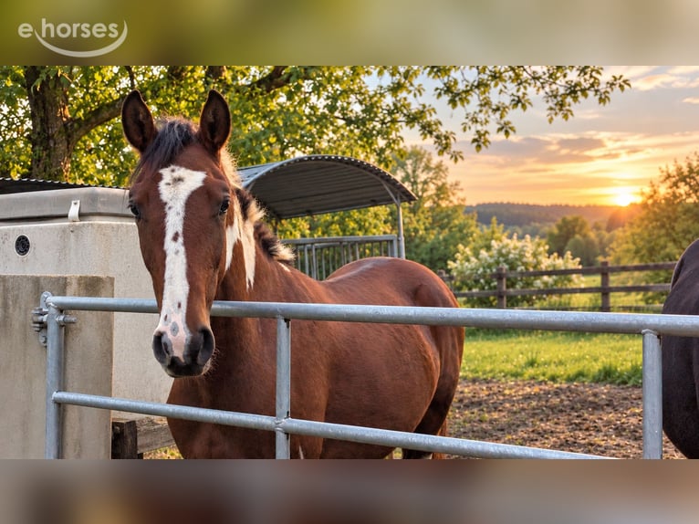Baroque Pinto Stallion 1 year 16 hh Overo-all-colors in Engen