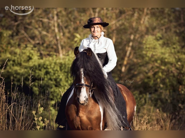 Baroque Pinto Stallion 1 year 16 hh Overo-all-colors in Engen