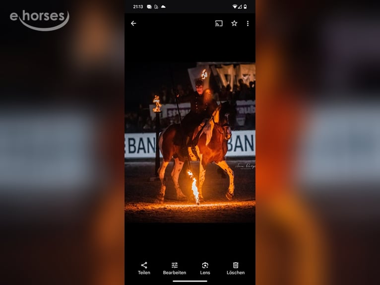 Baroque Pinto Stallion 1 year 16 hh Overo-all-colors in Engen