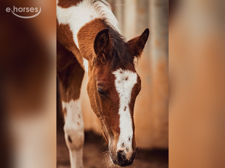 Baroque Pinto Stallion 1 year 16 hh Overo-all-colors in Engen